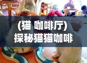 (猫 咖啡厅) 探秘猫猫咖啡屋：如何打造宠物友好的休闲空间